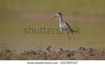 Black-winged Stilt (Himantopus himantopus) is usually feeds in freshwater areas, lake edges, seaside and river beds. It is also broadcast in Australia, New Zealand, Asia, Europe, America and Africa.