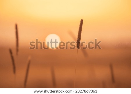 atmospheric landscape of blades of grass against the sunset background, shallow depth of field, selective focus on a blade of grass and the sky during sunset. the sun in the form of a spot