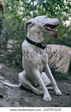 Vertical shot of a white big dog with a black collar in the forest