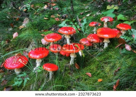 Red poisonous mushroom. Toadstools in grass in forest. Amanita muscaria Royalty-Free Stock Photo #2327873623