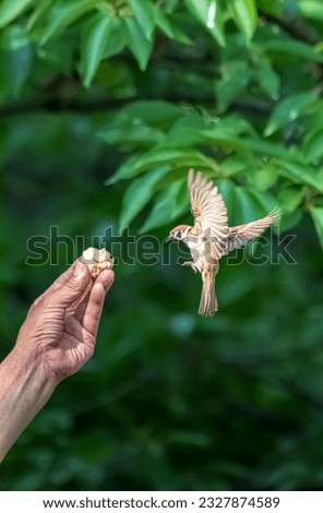 Sparrow flying to food someone feeding it Royalty-Free Stock Photo #2327874589