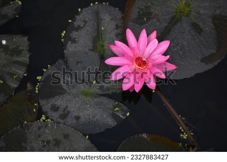 water lily, (family Nymphaeaceae), family of about 60 species in 4 genera of freshwater flowering plants (order Nymphaeales) native to the temperate and tropical parts of the world.
