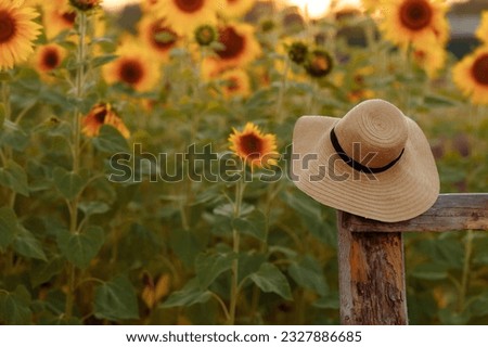 A straw hat hangs on a wooden fence near a blooming yellow sunflower field at sunset. The concept of vacation outside the city in the weekend and summer.