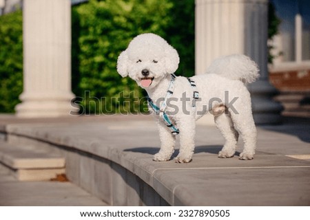 Bichon Frise: Adorable Close-Up Portrait of a Charming Dog with Irresistible Fluffy White Fur, Expressive Eyes, and Playful Personality