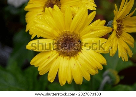 flowers : real images not retouched to leave the beauty of nature intact