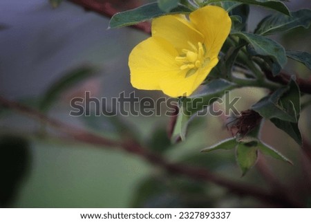 Ludwigia peruviana is a species of aquatic, sometimes deciduous flowering plant in the evening primrose peruviana family