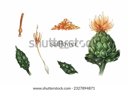 safflower illustration,Hand draw watercolor set,illustration for education,
herbs and health,biology Royalty-Free Stock Photo #2327894871