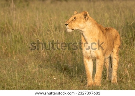 Lioness ( Panthera Leo Leo) searching for prey in the golden hour of dawn, Olare Motorogi Conservancy, Kenya.