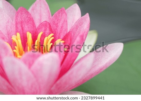 the Pink pictures, beautiful flowers