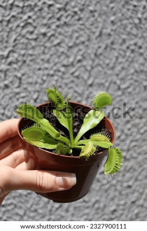 A close-up of a carnivorous plant on a vase. Dionaea muscipula. Copy space.