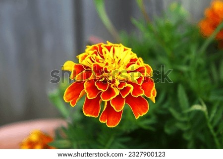   colorful marigold flower in blur background for hindu religious,marriage invitation,diwali,new year,ganesh chaturthi,festival,nature related concept,Selective focus closeup with copy space