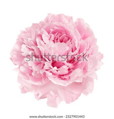 Pink peony flower isolated on white background Royalty-Free Stock Photo #2327901443