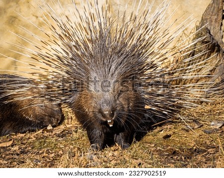 The porcupine yawns. Close-up portrait of the porcupine. It consists of brown, grey, and white colors. The porcupine shows its teeth. A porcupine bristling up (it's quills)
