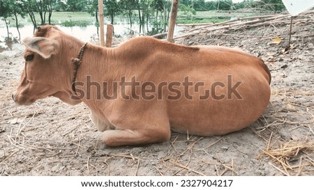 photo of a beautiful cow sitting the villege