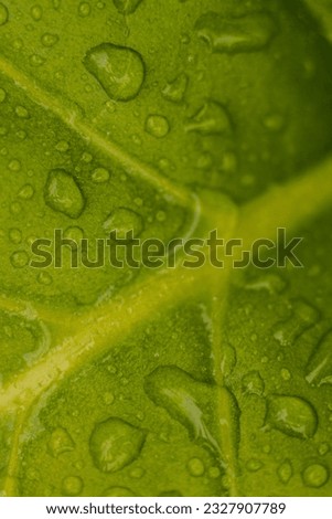 Tobacco plantation with lush green leaves with raindrops. Super macro close-up of fresh tobacco leaves. Soft selective focus. Artificially created grain for the picture