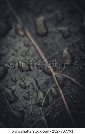 Tobacco plantation with lush green leaves with raindrops. Super macro close-up of fresh tobacco leaves. Soft selective focus. Artificially created grain for the picture