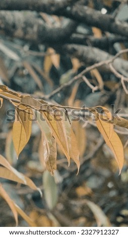Yellowed foliage on small twigs. Leaf. Tree. Green. Wall. Nature. Plant. Forest. Fresh. Photography. Nature photography. Natural.