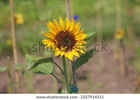 Sunflower bloom in late Spring, Devon, England
