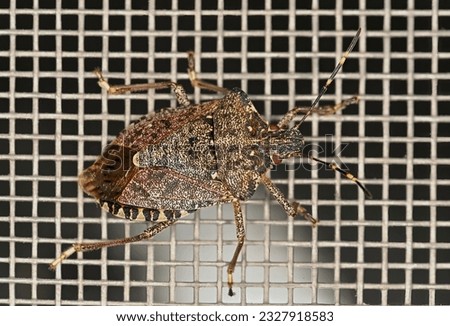 Isolated stink bug of the genus Halyomorpha halys, the brown marbled bedbug, attached to a mosquito net.