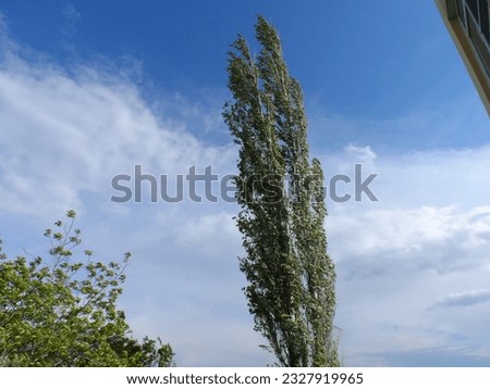 poplar tree reaching up and sky Royalty-Free Stock Photo #2327919965