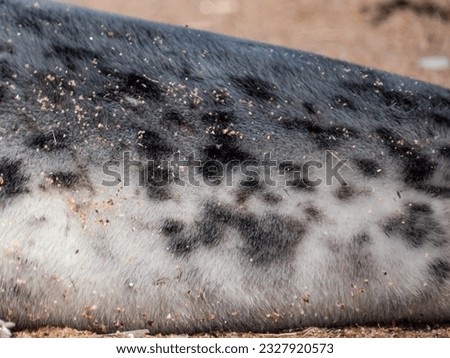 Close-up shot of the fur of the Grey seal pup (Halichoerus grypus) with dark spots and white patches on the sand Royalty-Free Stock Photo #2327920573
