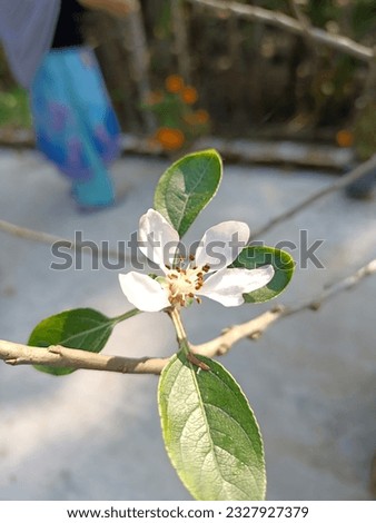 Apple Tree Flower Pictures, Images