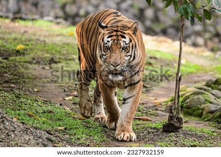 a bengal tiger walking in the morning Royalty-Free Stock Photo #2327932159