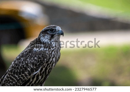 Close-up portrait of a falcon isolated on a defocused natural background with copy space.