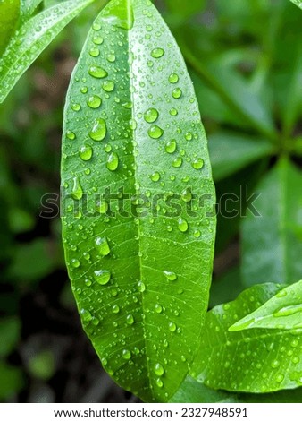 A picture of e leaf with some rain water which are shining like Pearls. 