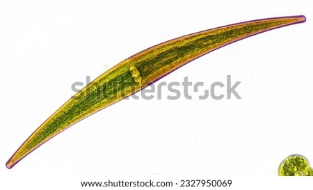 Microalgae collected from pond, Closterium (probably Closterium ralfsii). 746x magnification. Selective focus Royalty-Free Stock Photo #2327950069