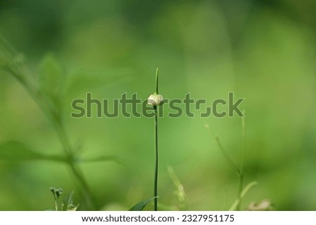 White grass flower bud for wall paper and photo frame conservation education environmental education and nature photography