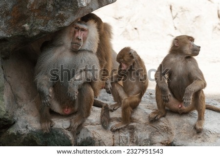 A photo of a family of hamadryas baboon on a clif