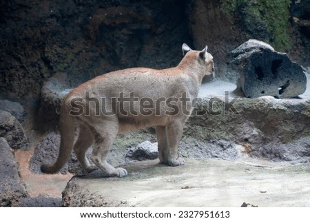 A photo of a Cougar also called a puma in captive setting