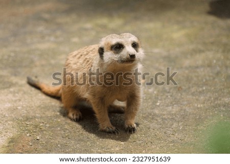 A photo of a meerkat also known as suricate in captive setting