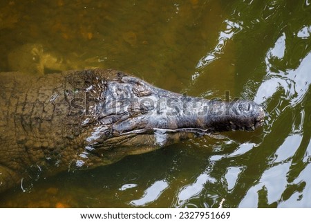 A top down photo of a False gharial in a little pond in captive setting. 