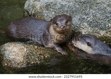 A pair of Asian small-clawed otter in water