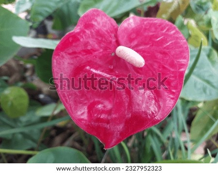 Enhance your home or garden with the enchanting allure of Anthuriums today.