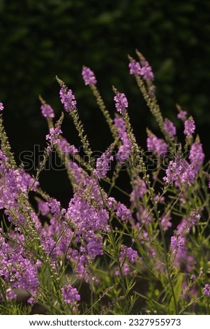 beautiful violet flowers , nature, summer 