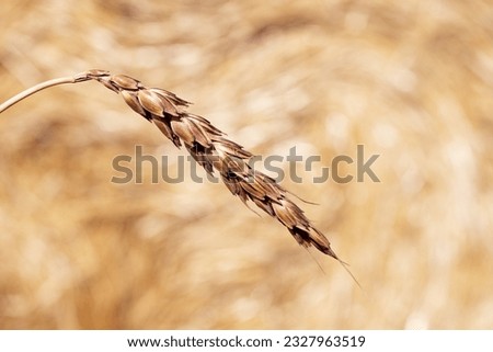 a hanging ripe ear of wheat on a blurry background of mown straw. mature grain ear