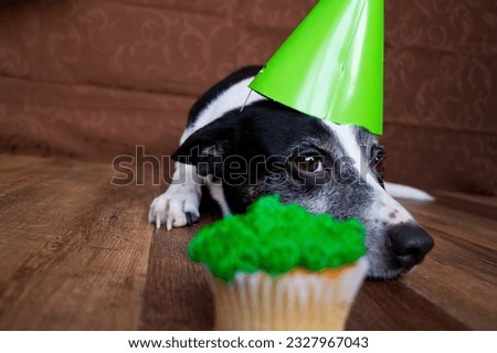 Black and white dog birthday cupcake