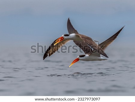 Indian skimmer is a species of strange beaked waterfowl belonging to Rynchopidae family . It is better known as Panikata . The scientific name of the native gooseberry means throat-lipped. Royalty-Free Stock Photo #2327973097