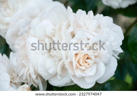 Gently white-beige rose close-up. Beautiful floral background. Valentine's day and holidays. Love