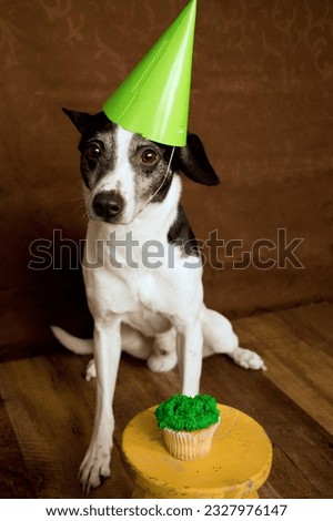 black and white dog in a party hat with birthday cupcake