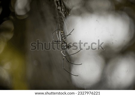this picture is a big spider with giant spider web 
