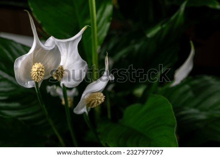 Beautiful studio photo of spathiphyllum against a dark background.