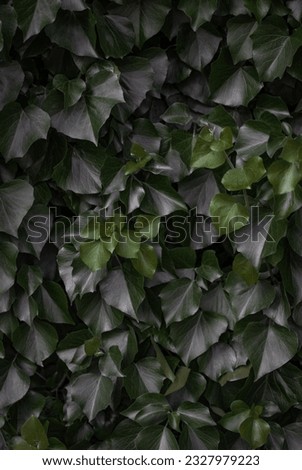 Background of green dark leaves. Vertical location. Nature and parks, background for inscriptions, flyers, banners.