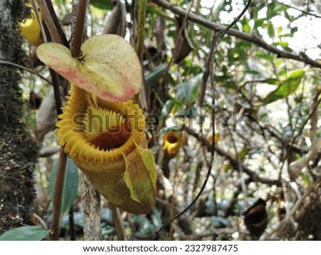 Tropical pitcher plant (Nepenthes), the carnivorous plant, eat and digest insects,selective focus.