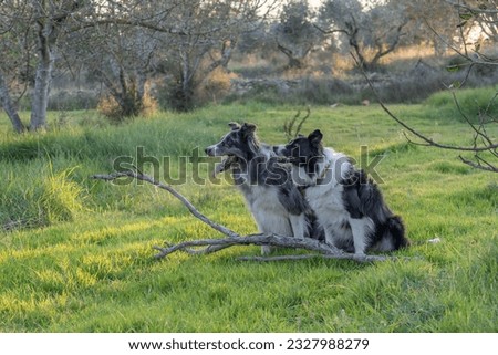 two border collie dogs posing in the field