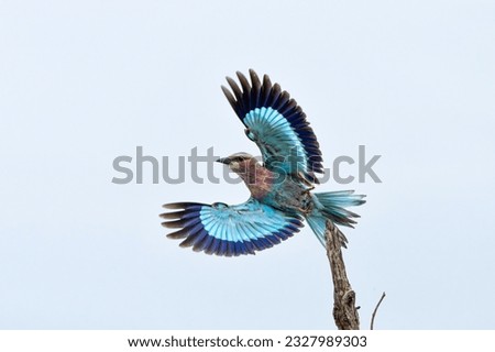 Lilac-breasted roller (Coracias caudatus) flying away in Kruger National Park - South Africa Royalty-Free Stock Photo #2327989303