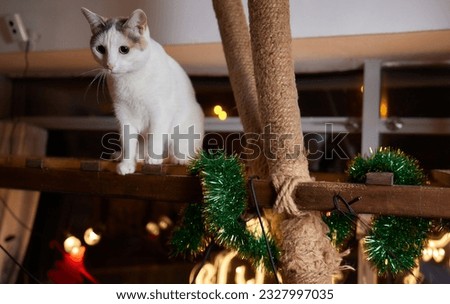 Christmas cat. Portrait striped kitten with Christmas lights garland on festive red background